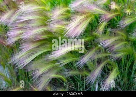 Mat grass. Feather Grass or Needle Grass, Nassella tenuissima, forms already at the slightest breath of wind filigree pattern. Stipa pennata Stock Photo