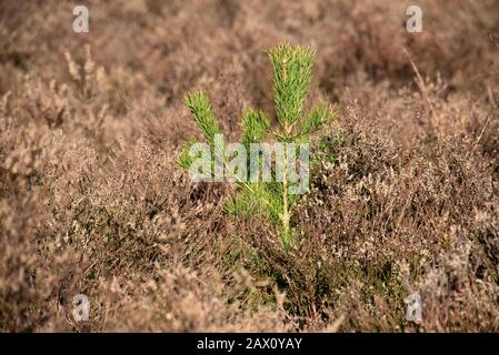 Sapling of a Scots pine (Pinus sylvestris) tree growing among winter heather on Berkshire heathland in managed regrowth, Berkshire, February Stock Photo