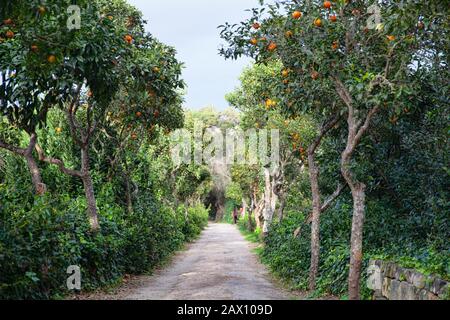 Orange trees in Buskett Gardens, Malta Stock Photo