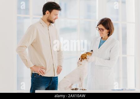 Medicine and pet care concept. Woman veterinarian wears white gown, spectalces, medic gloves, examines jack russell terrier, visit vet clinic. Man own Stock Photo