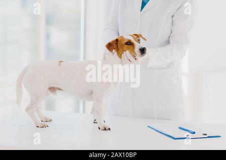 Unkown vet in white gown and gloves examines jack russell terrier dog at workplace, writes down prescription in clipboard, works in private clinic. Do Stock Photo