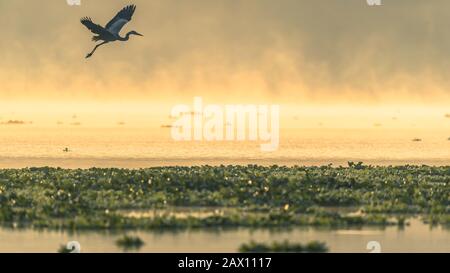 A Silhouette of a heron bird flying over a lake during beautiful sunrise and mist rising over water  Stock Photo