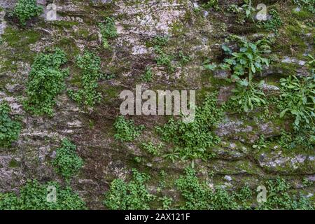 Moss on stone wall background. Green plants and moss cover a stone wall. Wallpaper, nature background. Stock Photo
