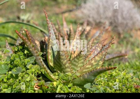 Aloe Vera healthy green succulent plant in between clovers. A fresh natural cactus for homeopathy, medicine, therapy, cosmetics, closeup view, blur ba Stock Photo