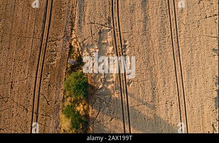 wheat field destroyed by wild boars Stock Photo