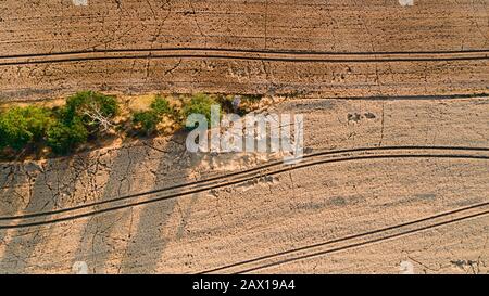 wheat field destroyed by wild boars Stock Photo