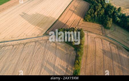 wheat field destroyed by wild boars Stock Photo