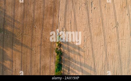 wheat field destroyed by wild boars Stock Photo