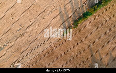 wheat field destroyed by wild boars Stock Photo