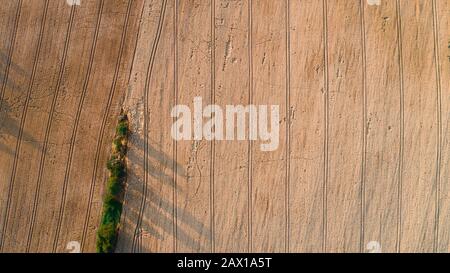 wheat field destroyed by wild boars Stock Photo