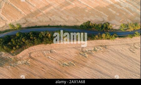 wheat field destroyed by wild boars Stock Photo