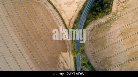 wheat field destroyed by wild boars Stock Photo