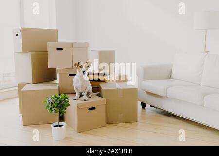 Animals, relocation and moving concept. Small pedigree dog poses on pile of carton boxes with personal hosts belongings, changes place of living toget Stock Photo