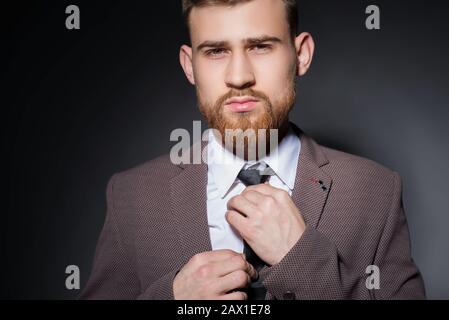 Studio portrait of a young bearded handsome guy of twenty-five years old, in an official suit, tightens his tie. On a dark background. Dramatic light. Stock Photo