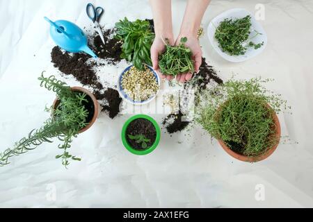 Home gardening with watering can, scissors, sprouted seeds and hands in frame. Indoor microgreens and garden room concept. Green spices rosemary and oregano plant on table in winter and autumn season. Stock Photo