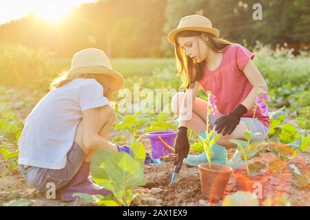 Children girls planting flowering pot plant in ground Stock Photo