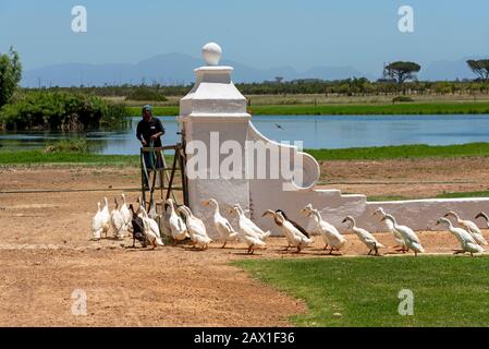 Faure near Stellenbosch, Western cape, South Africa. Indian Runner ducks being herded. They are used in the vines to control snails and pests and on p Stock Photo