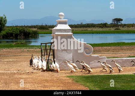 Faure near Stellenbosch, Western Cape, South Africa. flock of Indian Runner ducks waddle past the homestead at Vergenoegt wine estate Stock Photo