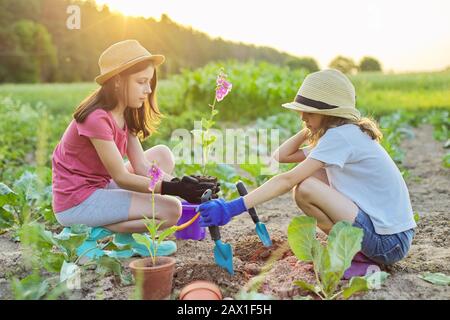 Children girls planting flowering pot plant in ground Stock Photo