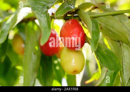 Cornus mas 'Kazanlak'. Cornelian Cherry displaying autumn fruits. UK Stock Photo