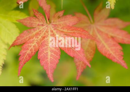 Acer palmatum 'Summer Gold' Japanese maple leaves displaying  red tinged leaves in early autumn. UK Stock Photo