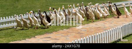 Faure near Stellenbosch, Western Cape, South Africa. Indian Runner ducks parade along a fenced grassy area. Stock Photo