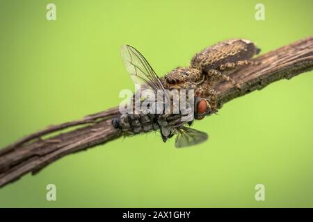 A jumping spider Salticidae that are eating prey on stick in Czech Republic Stock Photo