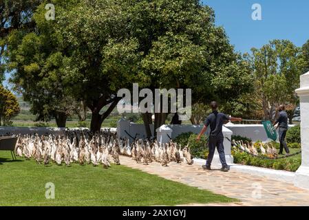 Faure near Stellenbosch, Western cape, South Africa. Indian Runner ducks being herded. They are used in the vines to control snails and pests and on p Stock Photo