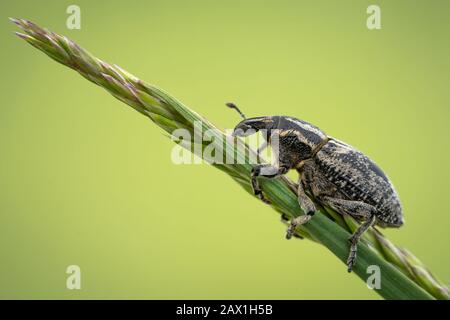 Beetle Pseudocleonus cinereus sitting on blades of grass in Czech Republic Stock Photo