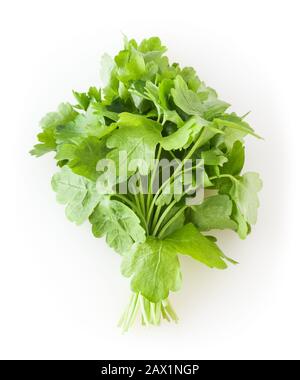 Fresh parsley isolated on white background Stock Photo