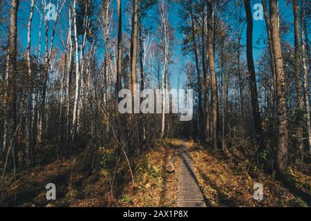 wooden path through a marsh terrain with trees growing on both sides Stock Photo