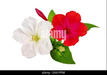 four o'clock flowers isolated on white background Stock Photo