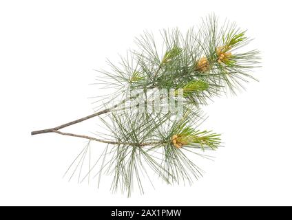 Swiss stone pine branch isolated on white Stock Photo