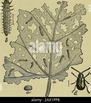 Insects and insecticidesA practical manual concerning noxious insects and the methods of preventing their injuries . re are usually not serious. Butin Europe a great deal has been accomplished inpreventing its injuries. According to. Dr. Riley themeans employed there consist in (1) methods whichavoid the necessity of direct treatment, comprising 114 INSECTS AFFECTING THE GRAPE. the use of American stocks and planting in sandysoils ; (2) the employment of insecticides (bisulphideof carbon, sulphocarbonate of potassium, and thekerosene emulsion); and (3) submersion. INJURING THE LEAVES. The Grap Stock Photo