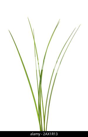 Green grass tuft isolated on white background Stock Photo