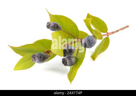 myrtle   branch with berries isolated on white Stock Photo