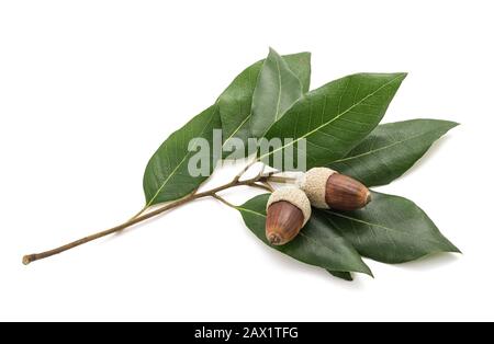 holm oak branch with  acorns isolated on white background Stock Photo