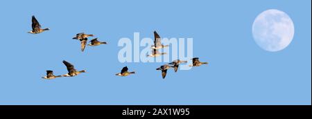 Full moon and flock of white-fronted geese / greater white-fronted geese (Anser albifrons) in flight against blue sky at dusk Stock Photo