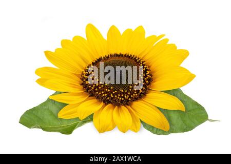 Sunflower isolated on white background Stock Photo