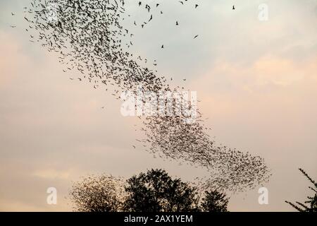 Wat Sampeau Bat Cave, Battambang, Cambodia. Stock Photo