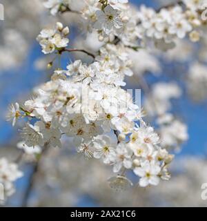 Flowering wild plum tree, Prunus cerasifera, in spring Stock Photo