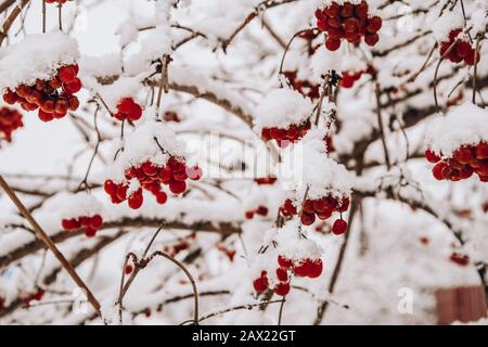 Viburnum berries in winter on a cloudy day The mature berries of rowan covered with snow. Selective focus Red rowan berry under freshly fallen snow Stock Photo