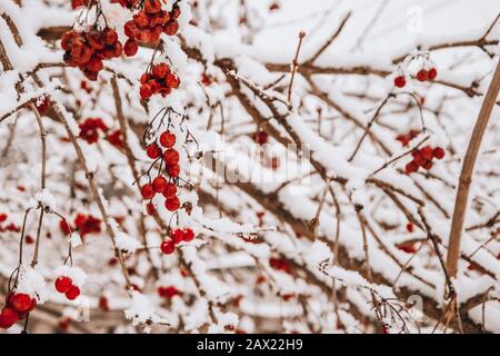 Crataegus, commonly called hawthorn, quickthorn, thornapple, May-tree, whitethorn, or hawberry. The berries are matured and become food for birds in w Stock Photo