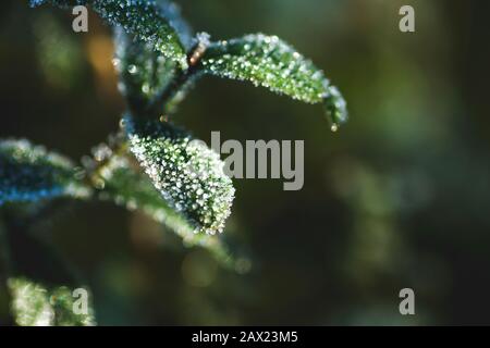 Detail of frosted plants in a cold winter morning Stock Photo