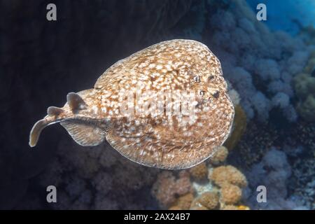 Panther Electric Ray (Torpedo panthera) In Red Sea, Egypt. Dangerous Underwater Animal Near Tropical Coral Reef. Close Up Of Leopard Ray Back Stock Photo