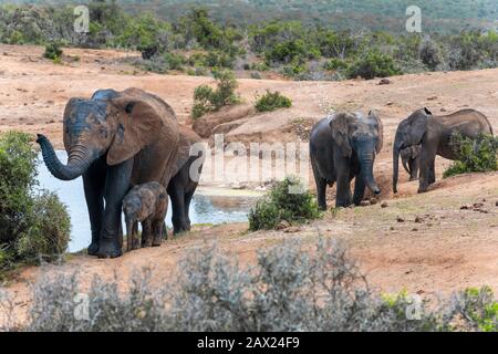 Mud-spattered african elephant family leave a waterhole in the Addo Elephant National Park during a heatwave, Eastern Cape, South Africa Stock Photo