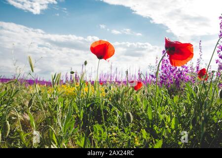 Wild red poppy flowers blooming in the springtime countryside Stock Photo