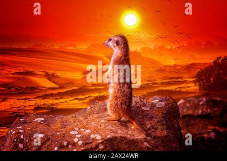 Meerkat Suricata suricatta stands on a stone at sunset and looks into the distance. African native animal, small carnivore belonging to the mongoose Stock Photo