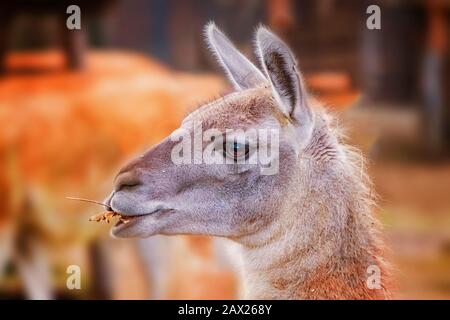 Portrait of head Alpaca, Vicugna pacos, Llama, that chews grass. It is is a species of South American. It behaves mainly due to the production of high Stock Photo