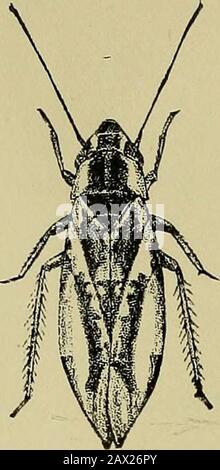 Insects and insecticidesA practical manual concerning noxious insects and the methods of preventing their injuries . PART II. INSECTSAFFECTING SMALL FRUITS.. Stock Photo